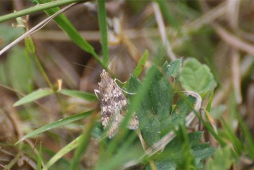 Nomophila noctuella